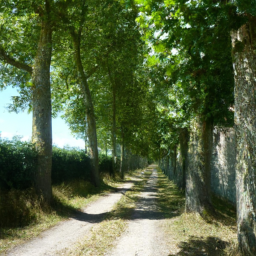 Création d'Allées en Gravier : Personnalisez votre Cheminement Le Perreux-sur-Marne